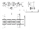 SPEED_S_lowcut_foto2.webp
